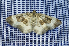 Epirrhoe rivata