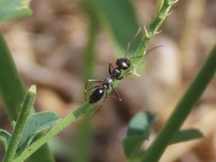 Cataglyphis