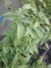 Elsholtzia ciliata