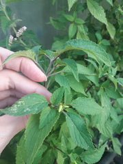 Elsholtzia ciliata