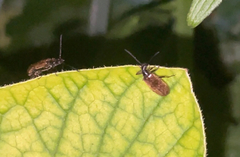 Lagria hirta