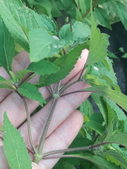 Elsholtzia ciliata