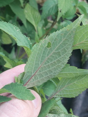 Elsholtzia ciliata