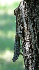 Sceloporus clarkii
