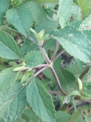 Elsholtzia ciliata