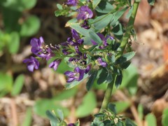 Medicago sativa