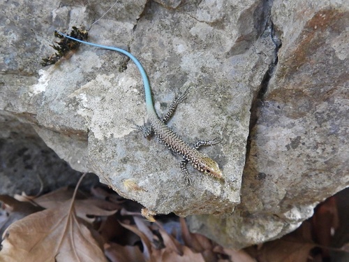 Greek Rock Lizard, Peloponnese, Western Greece and the Ionian Islands, GR, photo 7 of 10