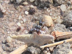 Cataglyphis