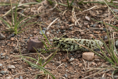 Angaracris barabensis