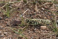 Angaracris barabensis