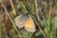 Coenonympha amaryllis