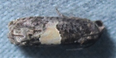 Epiblema glenni