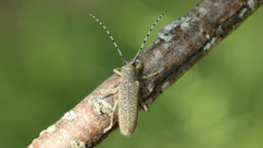 Saperda similis