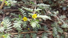Tribulus terrestris