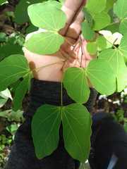 Bauhinia macranthera