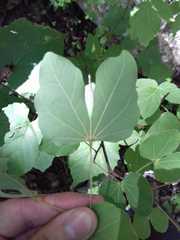 Bauhinia macranthera