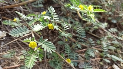 Tribulus terrestris