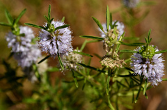 Mentha cervina