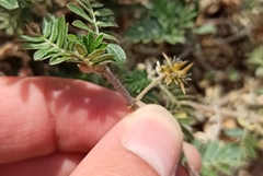 Tribulus terrestris