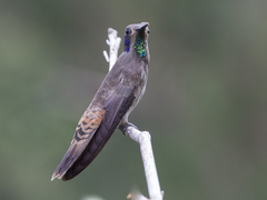 Colibri delphinae