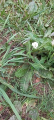 Achillea millefolium