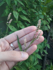 Persicaria maculosa