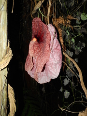 Aristolochia gigantea