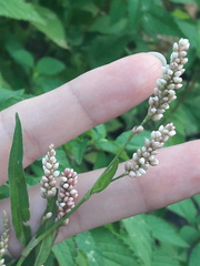 Persicaria maculosa