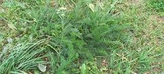 Achillea millefolium