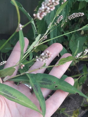 Persicaria maculosa