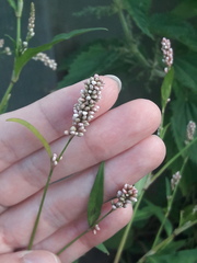 Persicaria maculosa