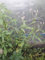Persicaria maculosa