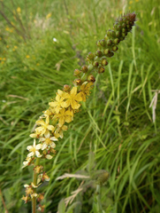 Agrimonia eupatoria