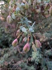 Halimodendron halodendron