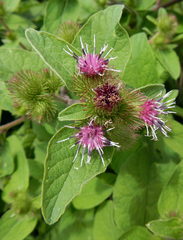 Arctium minus