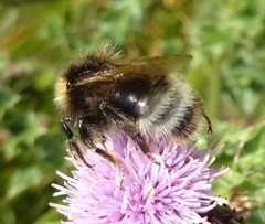 Bombus campestris