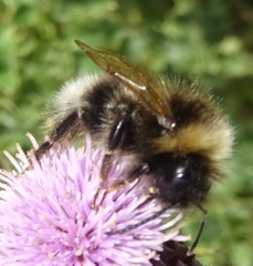 Bombus campestris
