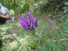 Astragalus onobrychis