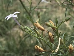 Ipomopsis laxiflora