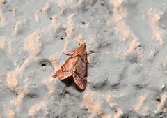 Hypsopygia thymetusalis