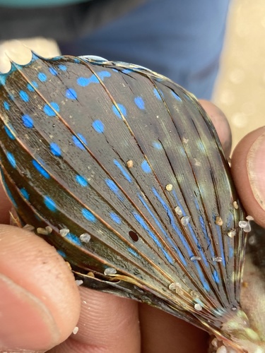 Flying gurnard (Dactylopterus volitans) — Dactylopteridae — 2