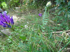 Astragalus onobrychis