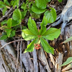 Cornus canadensis