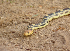 Pituophis vertebralis