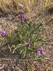 Liatris ligulistylis
