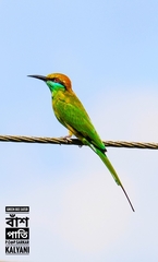 Merops orientalis