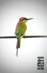 Merops orientalis