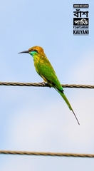 Merops orientalis