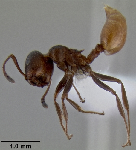 Crematogaster flaviventrisCrematogaster flaviventris