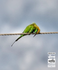 Merops orientalis